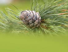 Swiss stone pine products